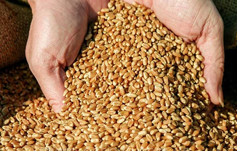 Пшеницю 2 кл