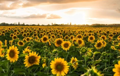 Соняшник Олександрит