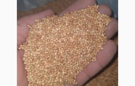 Закупаем просо