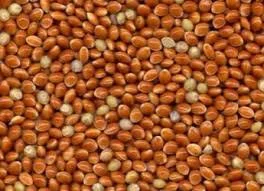 Купуємо просо ЧЕРВОНЕ