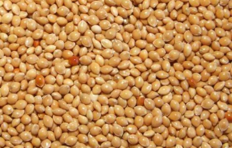 Закупаем просо жёлтое