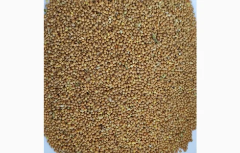 Продам просо жовте органічне Organic Standard (Panicum miliaceum) - 400т., б/г або $