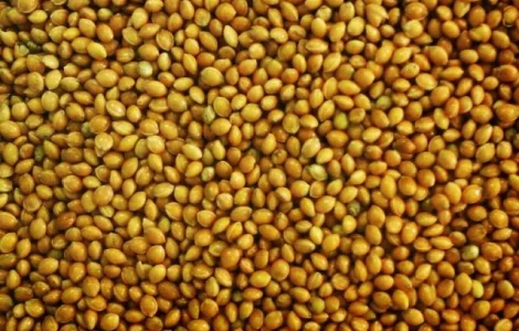 Купуємо просо жовте