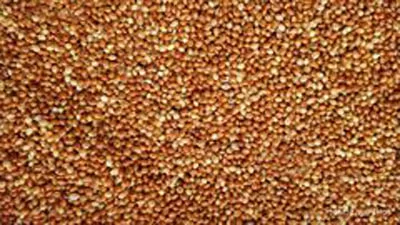 Продается ПРОСО Чумиза