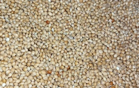 Продам насіння просо для пожнивних посівів