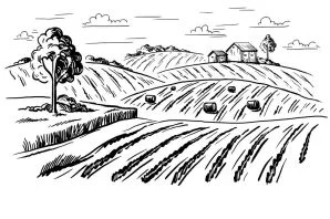 Закупаем ФУРАЖНУЮ ПШЕНИЦУ и ее ПОЛЕЗНЫЕ ОТХОДЫ.Круглый Год.Самовывоз.Быстро