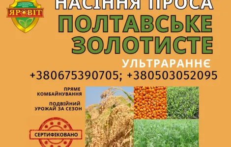 Насіння просо