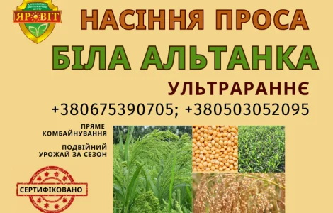 Насіння просо