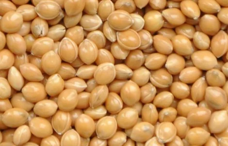 Просо 1 репродукцыя сорт Белая альтанка