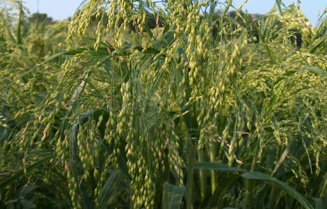 Просо Белая альтанка( 1 репродукцыя)