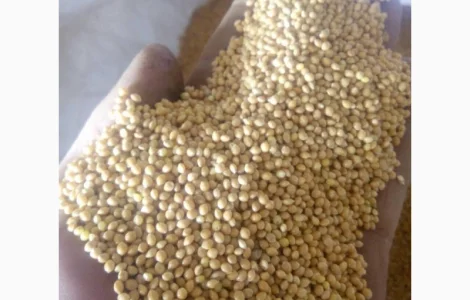 Продам просо сорт Біла Альтанка