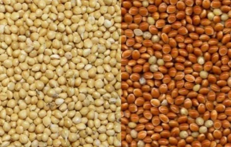 Закуповую ПРОСО