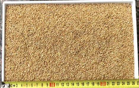 Купуємо просо біле, жовте, червоне