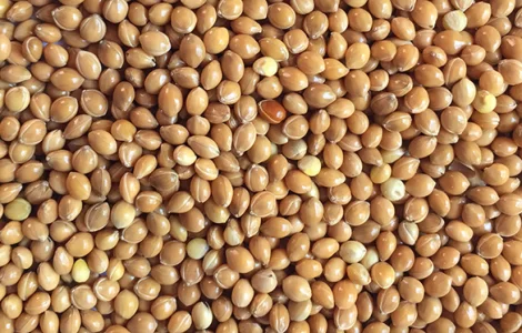 Закуповуємо просо жовте та червоне