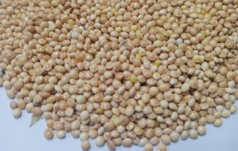 Насіння білого проса