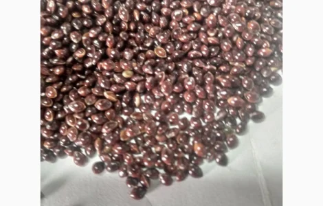 Посівне насіння чорного проса