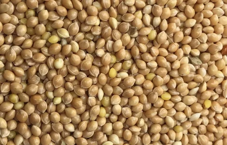 Просо жовте, червоне