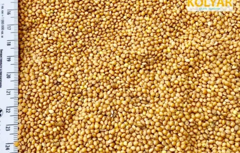 Просо жовте