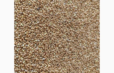 Просо жовте насіння, зерно