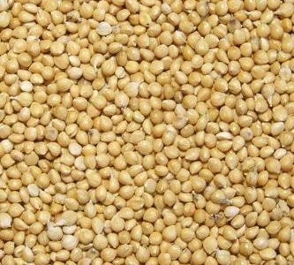 Просо сорт "Скадо" 1репр з ПДВ