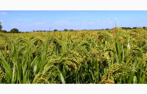 Просо Вітрило СН1 з ПДВ