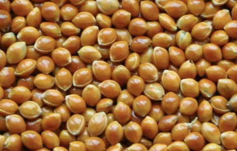 Просо «Полтавське золотисте» 1 репродукція