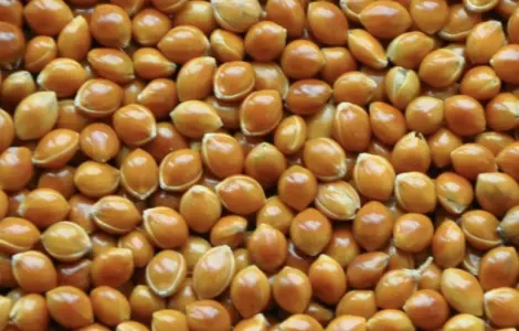 Просо «Полтавське золотисте» 1 репродукція