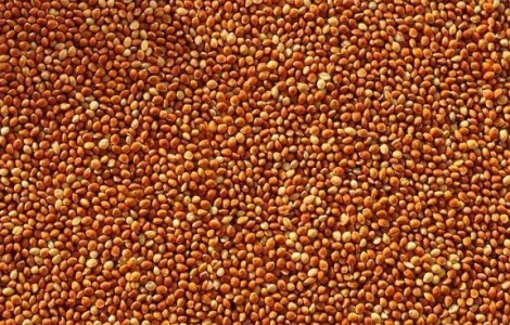 Продам Насіння Проса