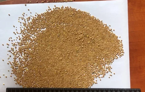 Закуповую ПРОСО