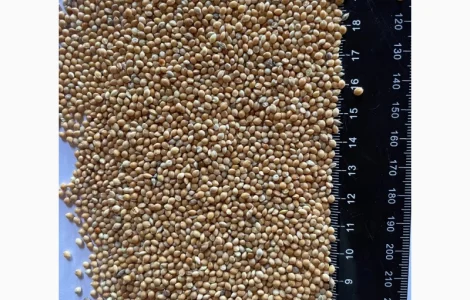 Купую Просо Жовте та Червоне