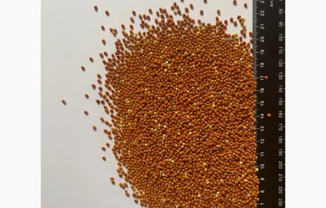 Продам Просо Жовте та Червоне