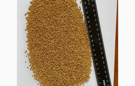 Пропоную ПРОСО (на експорт)