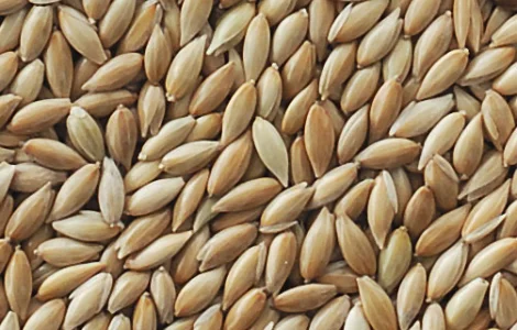 Продаємо високоякісне насіння канаркового проса