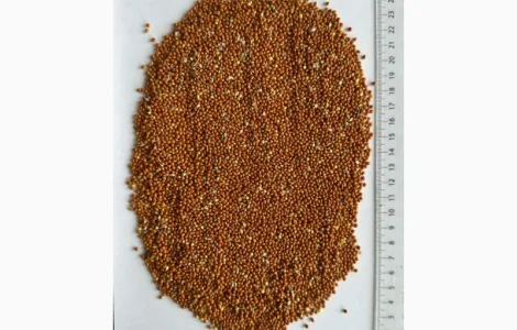 Продам Червоне Просо