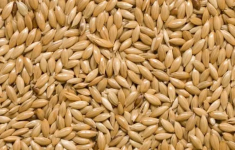 Купуємо канаркове просо