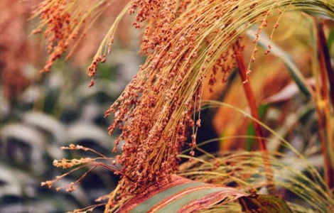 Семена проса "Скадо" элита, мешок 50кг