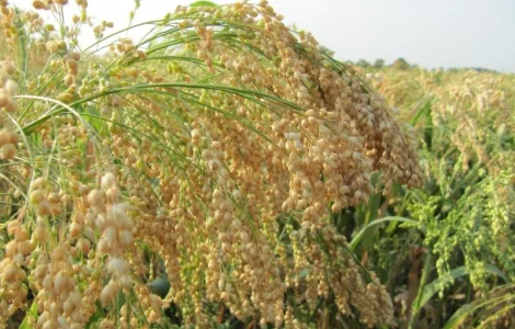 Просо жовте біла Альтанка 1р