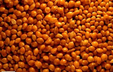 Семена проса красного - "Полтавское Золотистое". Ультрараннее 55 дней