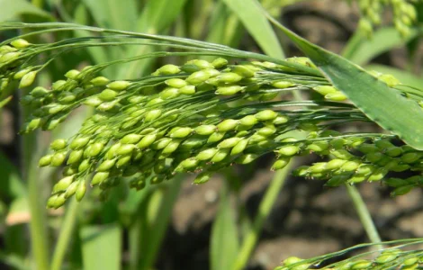 Семена проса желтого - сорт- «Харьковское-31»
