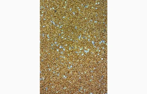 Полтавське золоте просо