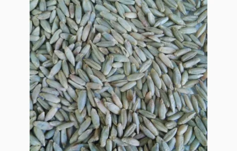 Куплю жито на постійній основі