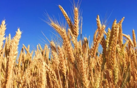 Закупляемо жито и отходи на самовивоз