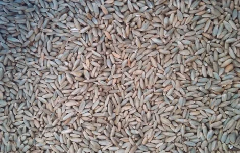 Куплю жито на постоянной основе