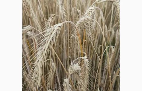Озиме жито Алатир, насіння