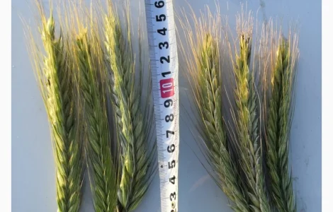 Озиме жито Оріана, насіння