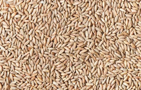 Продам Органічне ЖИТО. Товарне та Посівне сорт Хлібне