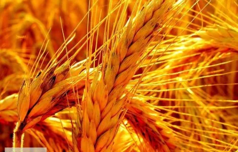 Закупаем рожь (жито)