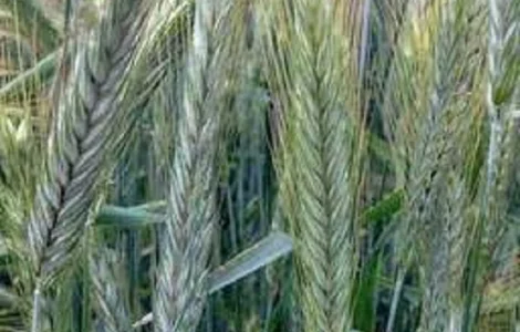 Семена ржи (жито) озимой Кобза