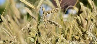 Семена ржи (жито) озимой гибрид Бразетто KWS