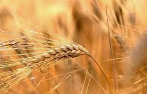 Семена ржи (жито) озимой гибрид Юпитер F1